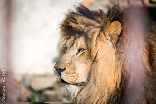 Close-up of an adult lion. A ferocious carnivore of the family Felidae. Lion in the zoo. Lying in a cage.