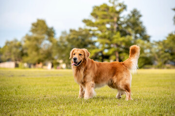 Playful golden standing in a field at a park waiting for ball toss