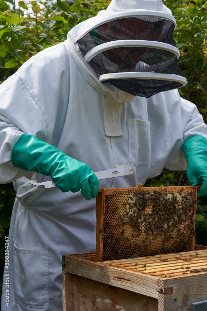 Beekeeper inspecting a frame of honey from hive Beekeeper inspecting a frame of honey from hive