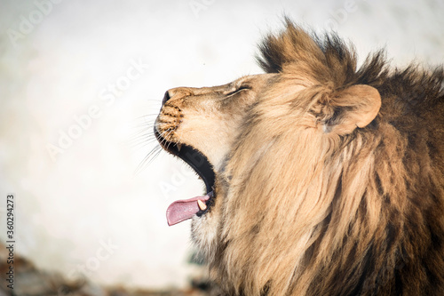 Close-up of a roaring lion. A ferocious carnivore of the family Felidae. Lion in the zoo. Open mouth.