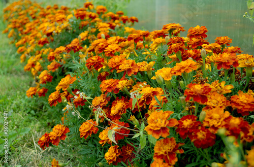 Marigold flowers of the genus Aster