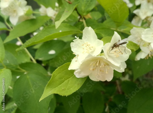 mosquito on a beautiful white jasmine flowers in summer