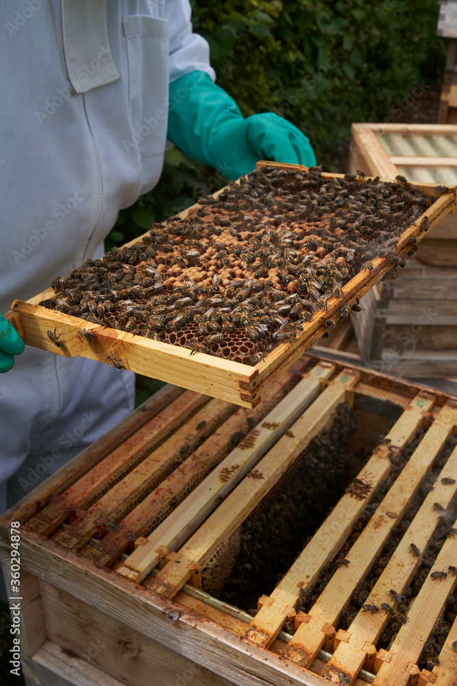 Beekeeper inspecting a frame of honey from hive Beekeeper inspecting a frame of honey from hive