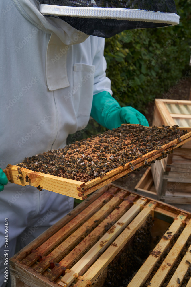 Beekeeper inspecting a frame of honey from hive Beekeeper inspecting a frame of honey from hive