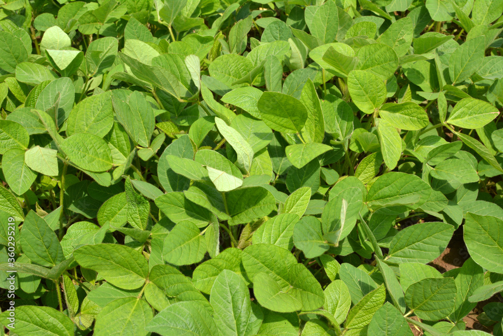 custom made wallpaper toronto digitalThe field grows soy