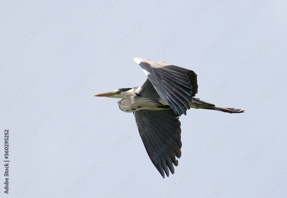 Obraz premium Gray Heron in flight, Ardea cinerea