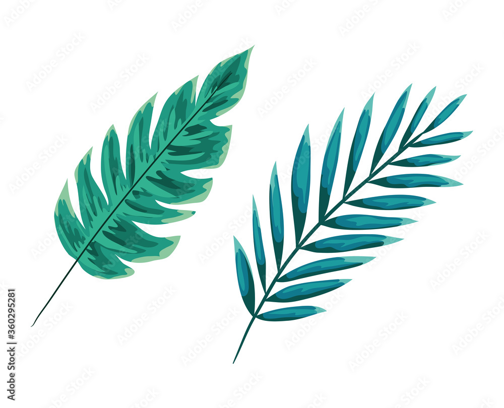 Fototapeta premium two green leaves design of Floral nature plant garden ornament botany decoration and life theme Vector illustration