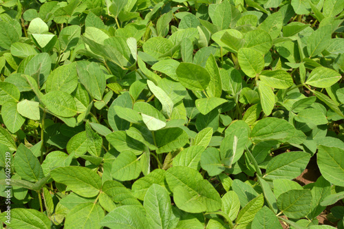 Wallpaper Mural The field grows soy Torontodigital.ca