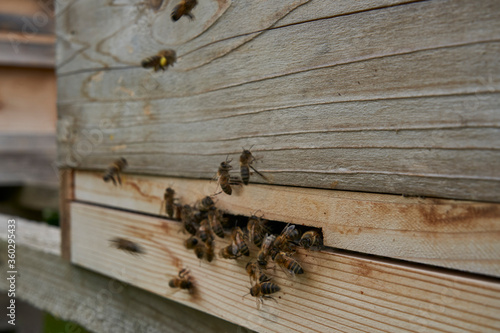 Bees flying in and out of beehive entrance © gemphotography