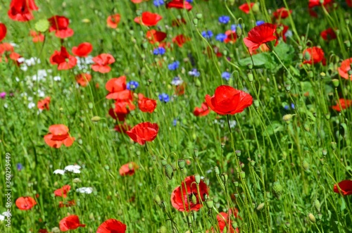 Leuchtende Mohnblumenwiese - sonnig