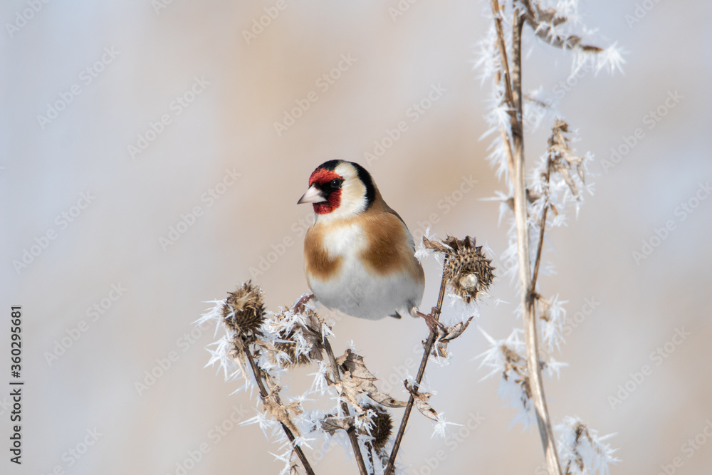 The goldfinch is sitting on the grass in a beautiful pose. His legs are splayed out. Snow on the grass. The bird looks at the camera. The goldfinch is sitting on the grass in a beautiful pose. His legs are splayed out. Snow on the grass. The bird looks at the camera.
