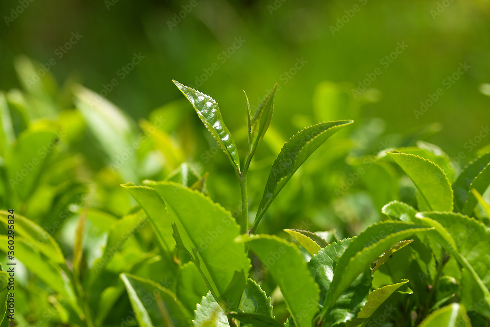 Obraz premium Green tea bush