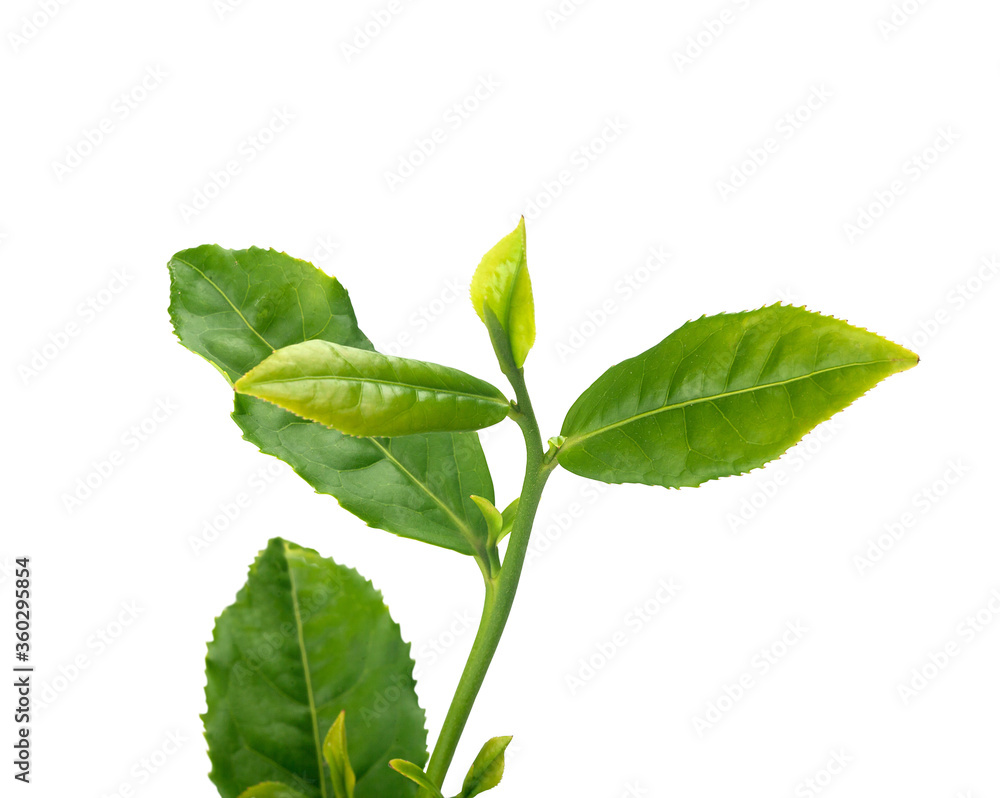 Tea branch with top leaves Tea branch with top leaves