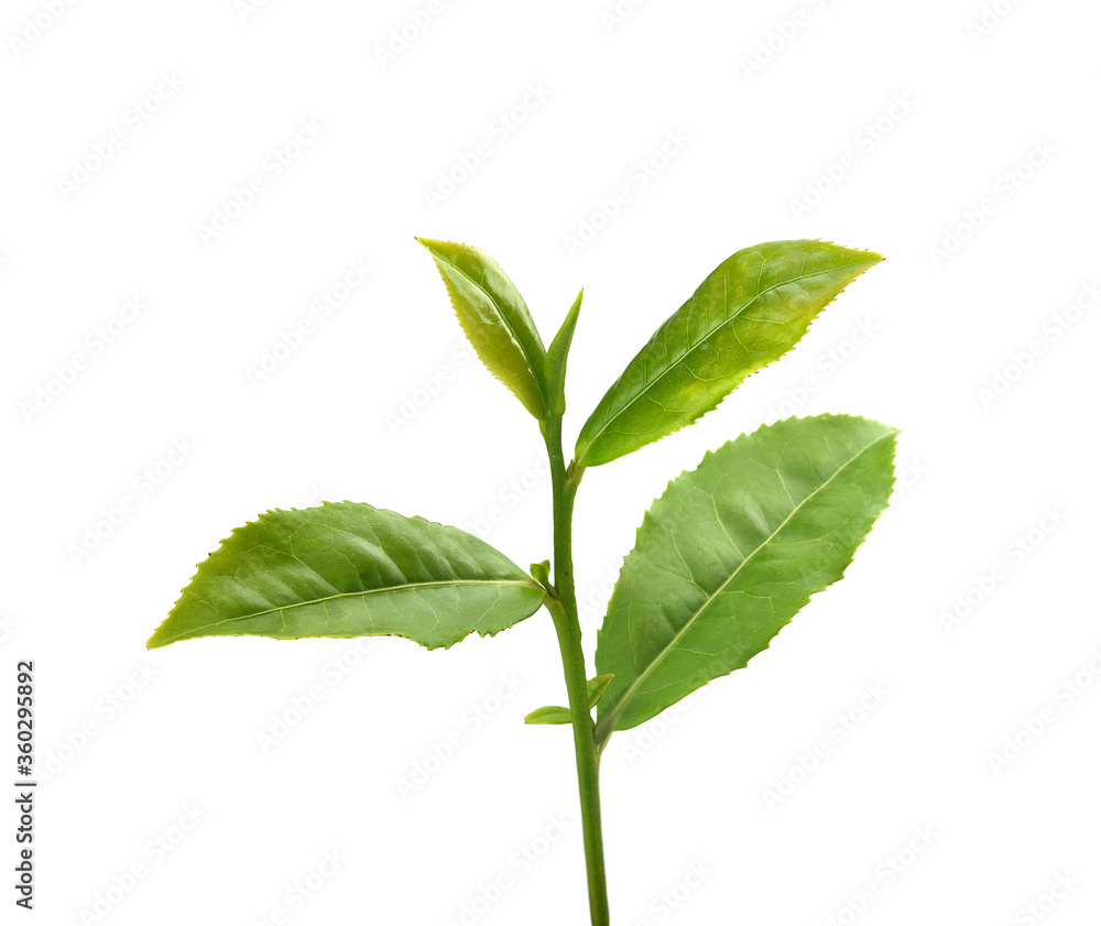 Tea branch with top leaves Tea branch with top leaves