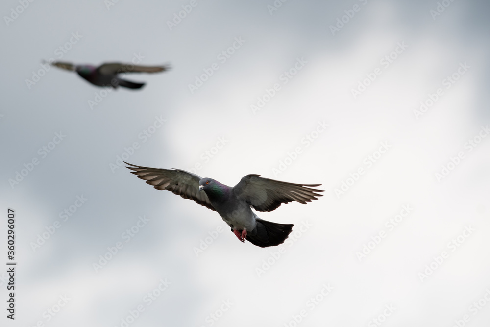 Obraz premium Rock pigeon gliding in the air. Vancouver BC Canada 