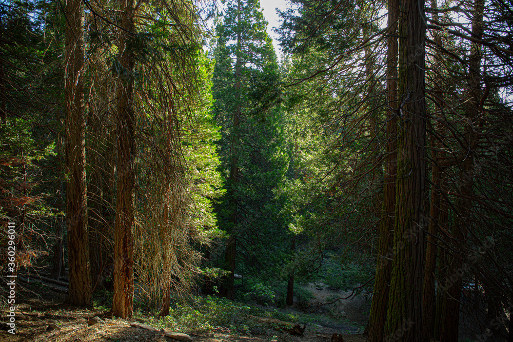 Fototapeta premium path in the woods
