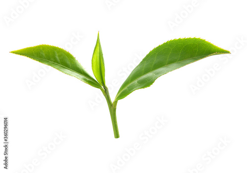 Tea branch with top leaves