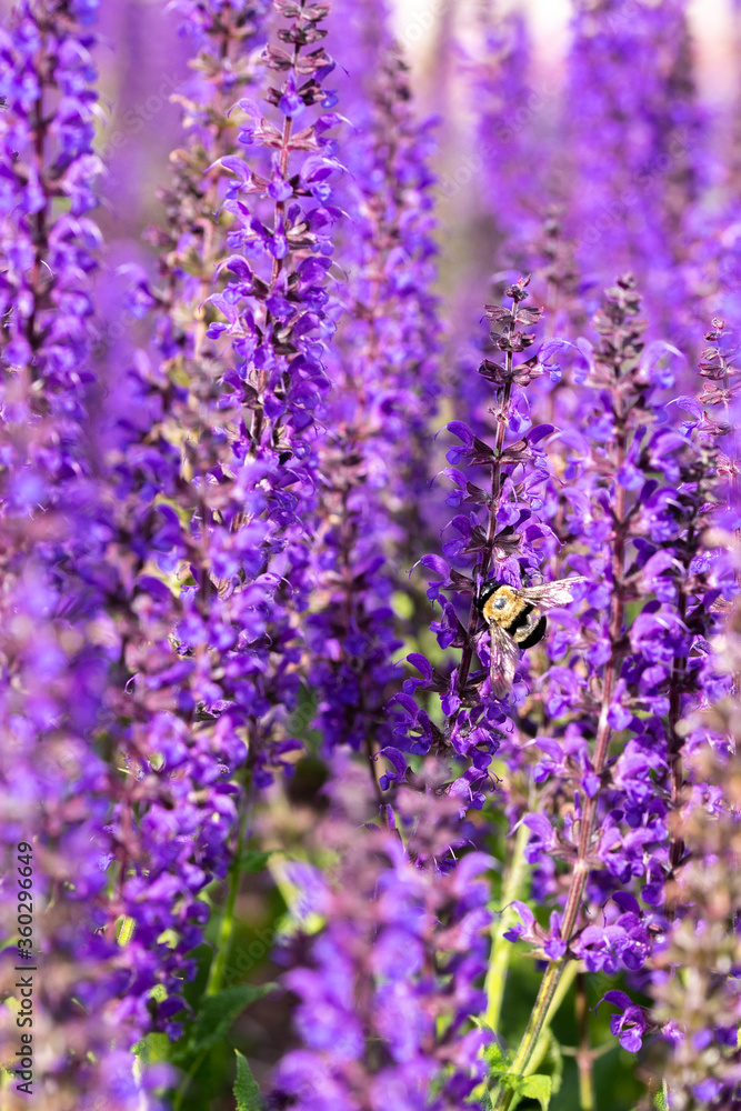 Bee landing on salvia flowers Bee landing on salvia flowers