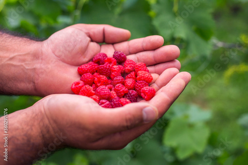 Raspberry in palm man hand nature background