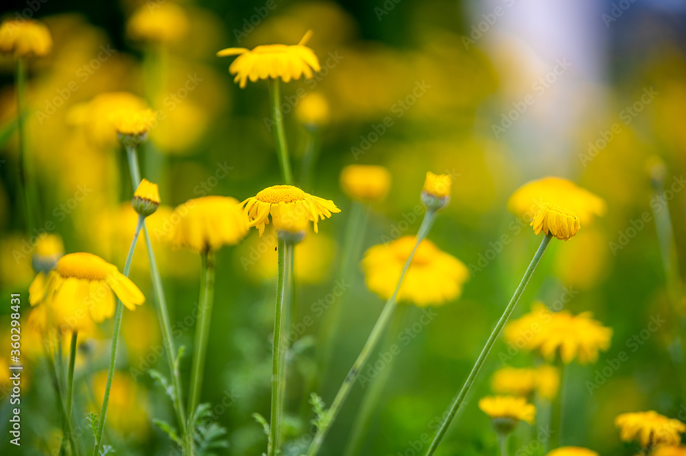 Gelbe Margeriten Gelbe Margeriten