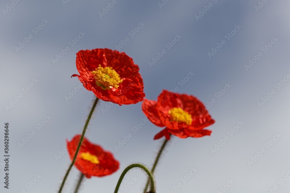 Obraz premium Red flower of an Iceland poppy, Papaver nudicaule