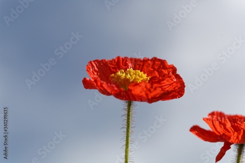 Red flower of an Iceland poppy, Papaver nudicaule