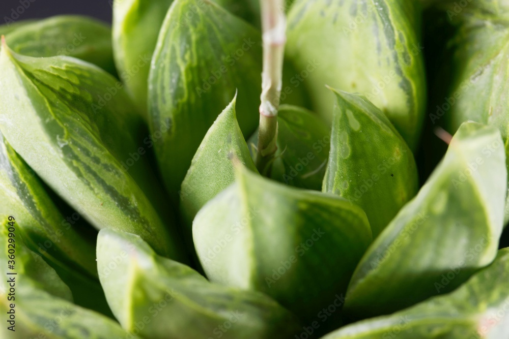 Leaves of a Haworthia cymbiformis Leaves of a Haworthia cymbiformis