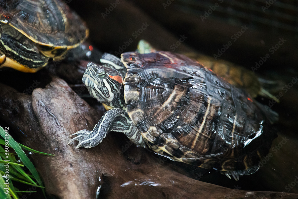 Red-eared turtles on a snag in a pond. Portrait of a reptile Red-eared turtles on a snag in a pond. Portrait of a reptile