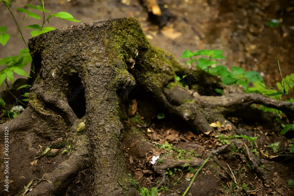 Obraz premium a gnarled stump in the moss with powerful roots in the forest close up