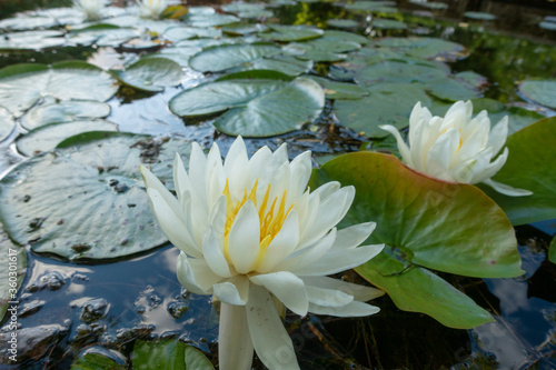 Water lily flowers
