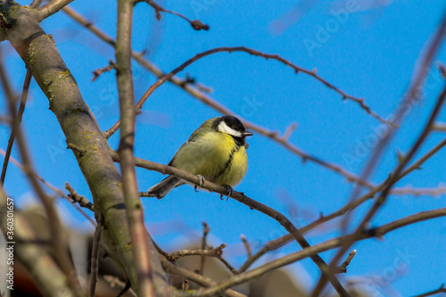 great tit parus major