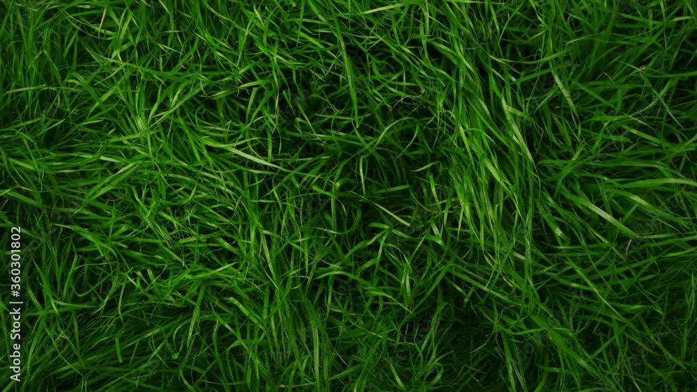 female hand. girl touches the grass. concept of freshness and pleasure. unity with nature female hand. girl touches the grass. concept of freshness and pleasure. unity with nature