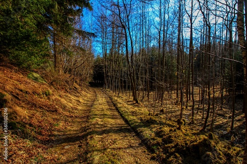 forest road in the autumn, nice sunny day