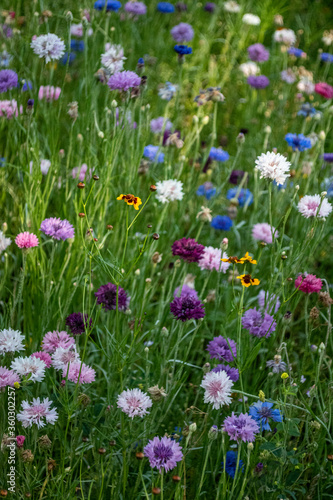 field of flowers