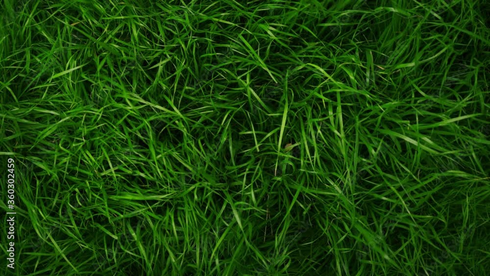 female hand. girl touches the grass. concept of freshness and pleasure. unity with nature female hand. girl touches the grass. concept of freshness and pleasure. unity with nature