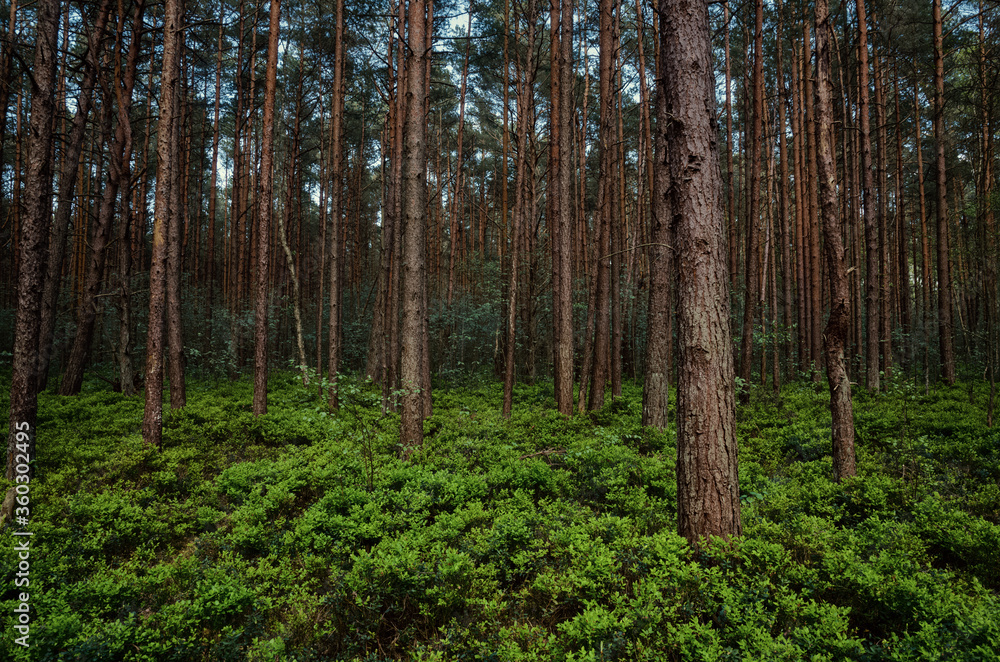 coniferous forest with a green strip of meadow and the brown trunks of the pines and firs coniferous forest with a green strip of meadow and the brown trunks of the pines and firs
