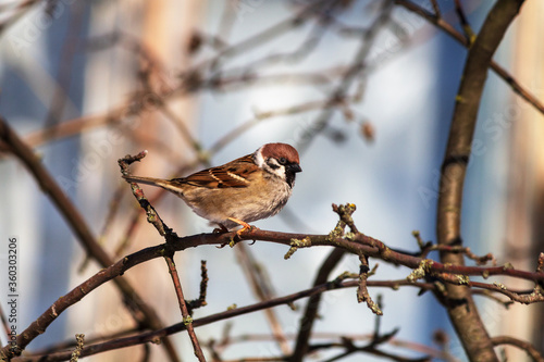 robin on branch