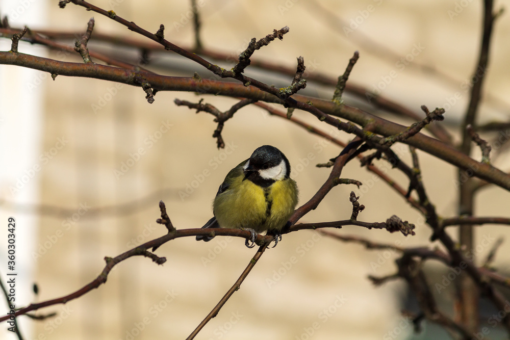 Fototapeta premium great tit parus major