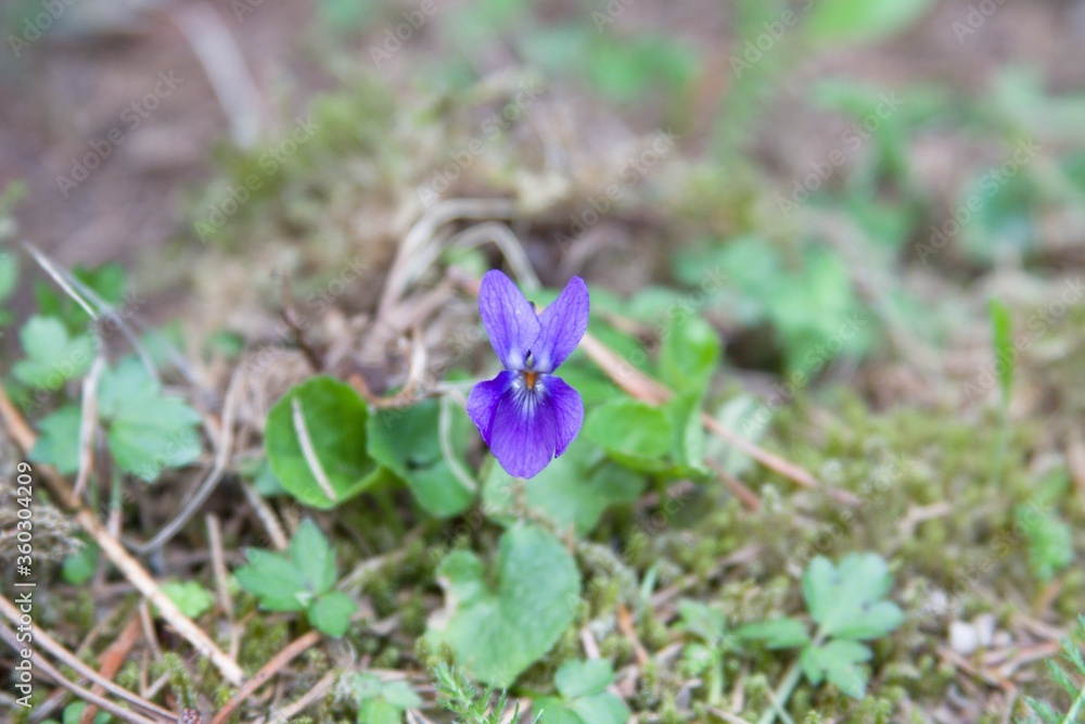 Blooming violet in the forest Blooming violet in the forest