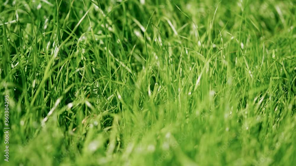 green grass. morning shot of grass is blown by a gentle breeze. close-up green grass. morning shot of grass is blown by a gentle breeze. close-up