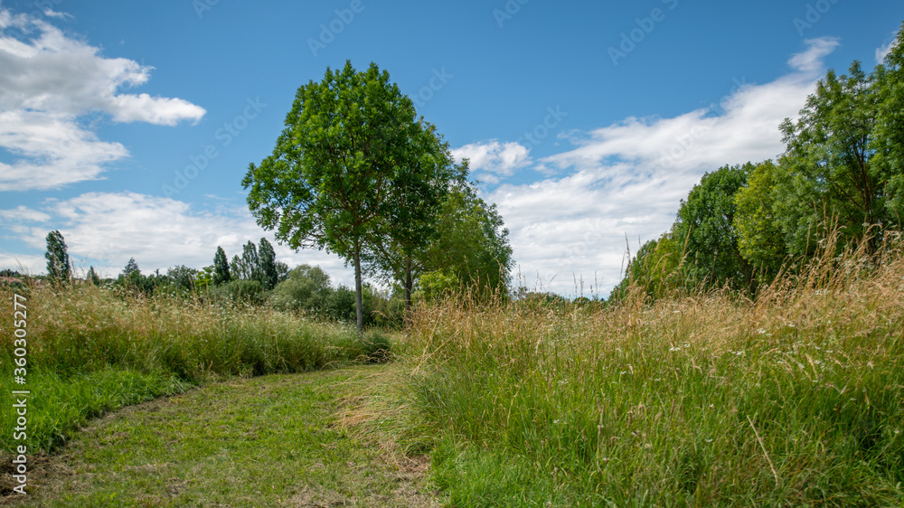
Path in the middle of the fields, and alley of trees in the background, blue sky and cottony clouds