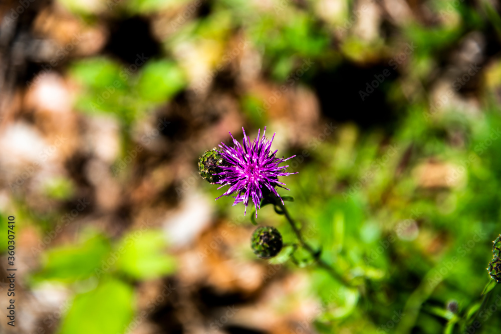Serratula tinctoria in summer with green background