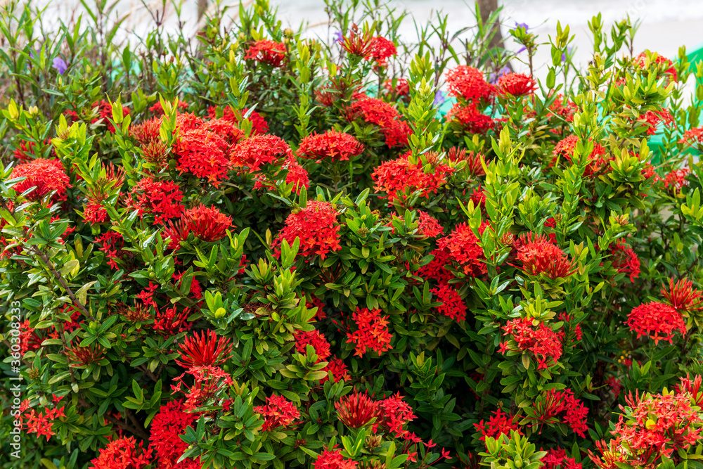 Tropical flowers,red,blos