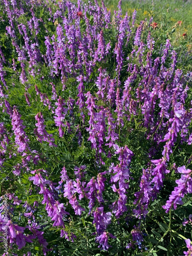Obraz premium Beautiful purple flowers in the field. Delphinium. A purple flower on a plant