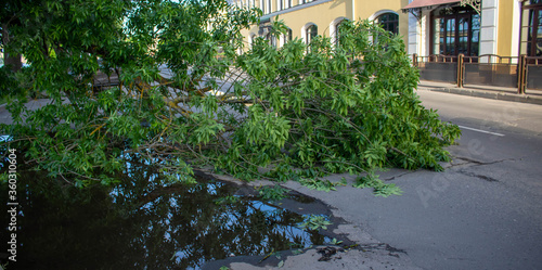 A branch with green leaves from a broken tree, lying in the middle of the street, after a strong storm.
