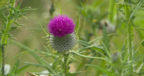 Thistle Teasel purple pink wildflower thorns bud stalk stem leaf summer meadow photo