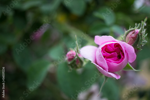 Rosebud. Blooming rose on green background