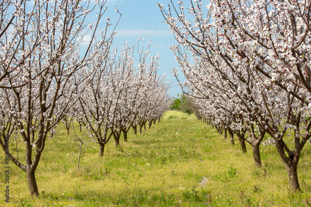 Apricot tree flowers with soft focus. Spring white flowers on a tree branch. Apricot tree in bloom. Apricot tree flowers with soft focus. Spring white flowers on a tree branch. Apricot tree in bloom.