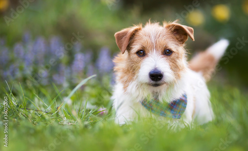 Adorable cute smiling small jack russell terrier pet dog puppy looking and listening ear in the grass. Web banner with copy space.