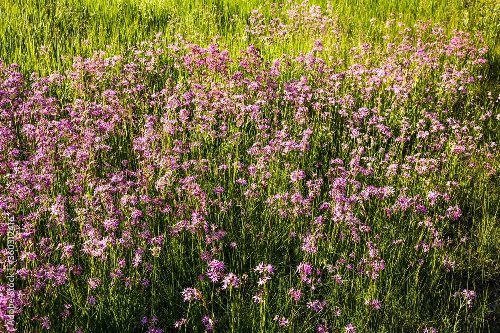 Beautiful view of purple wildflowers on green meadow. Beautiful summer backgrounds. Beautiful view of purple wildflowers on green meadow. Beautiful summer backgrounds.